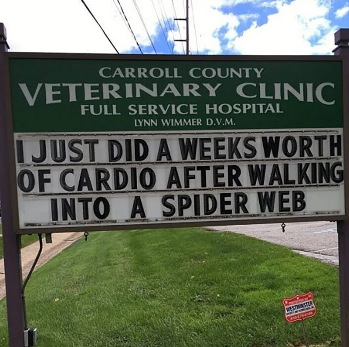 spider web meme