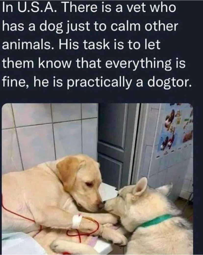 veterinarian meme