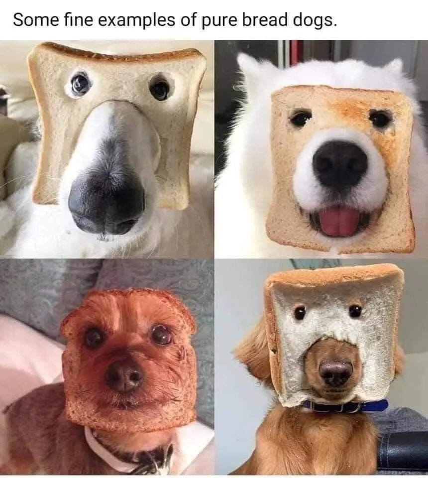 bread meme