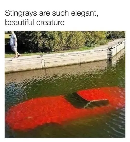 stingray meme