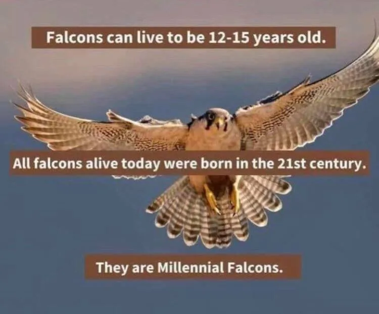 falcon meme
