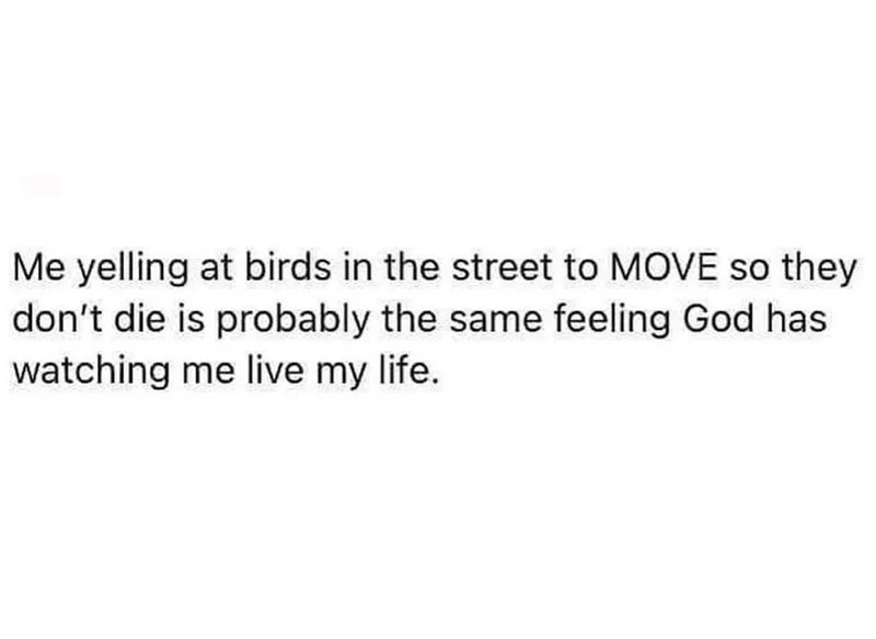 bird meme