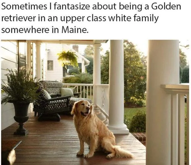 privilege meme