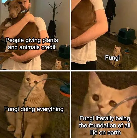 fungus meme