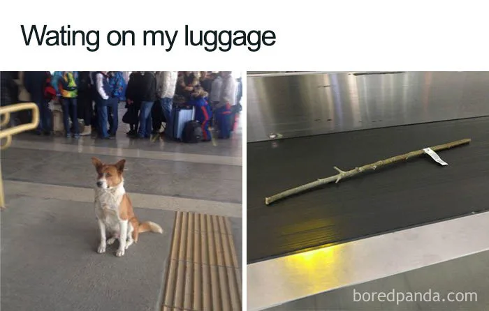 luggage meme