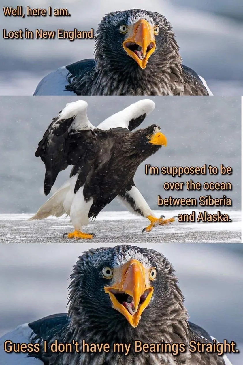 eagle meme