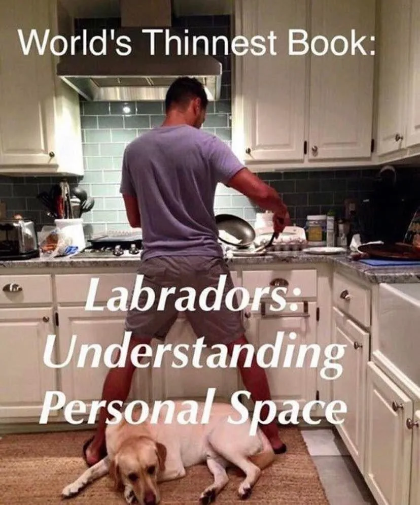 labrador meme