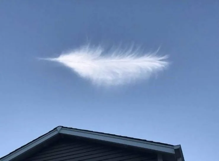 feather meme