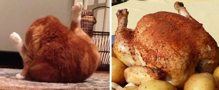turkey meme