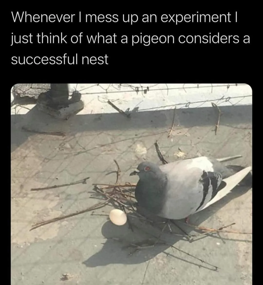 nest meme