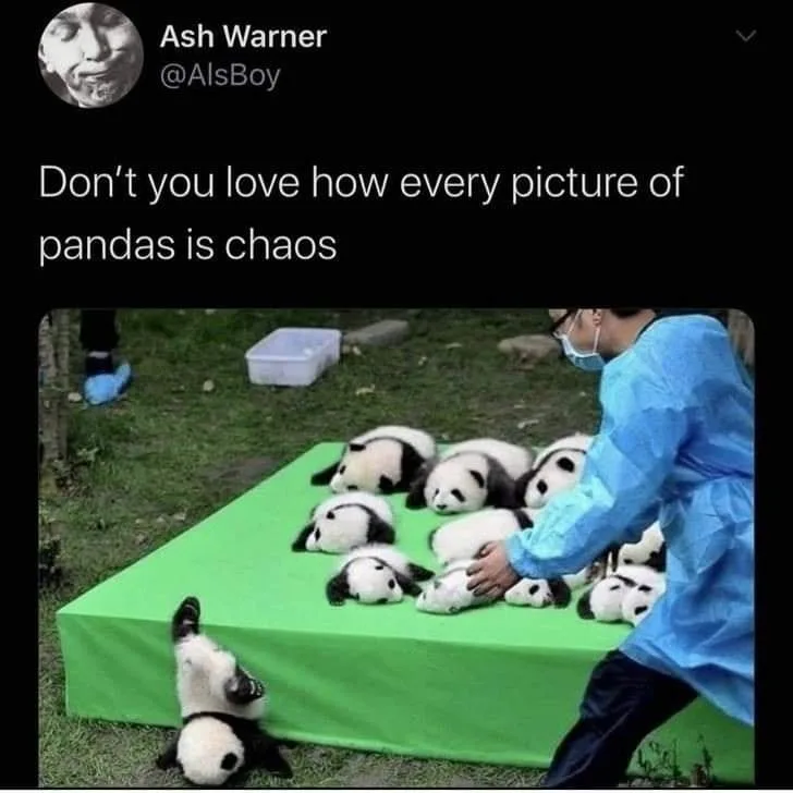 panda meme