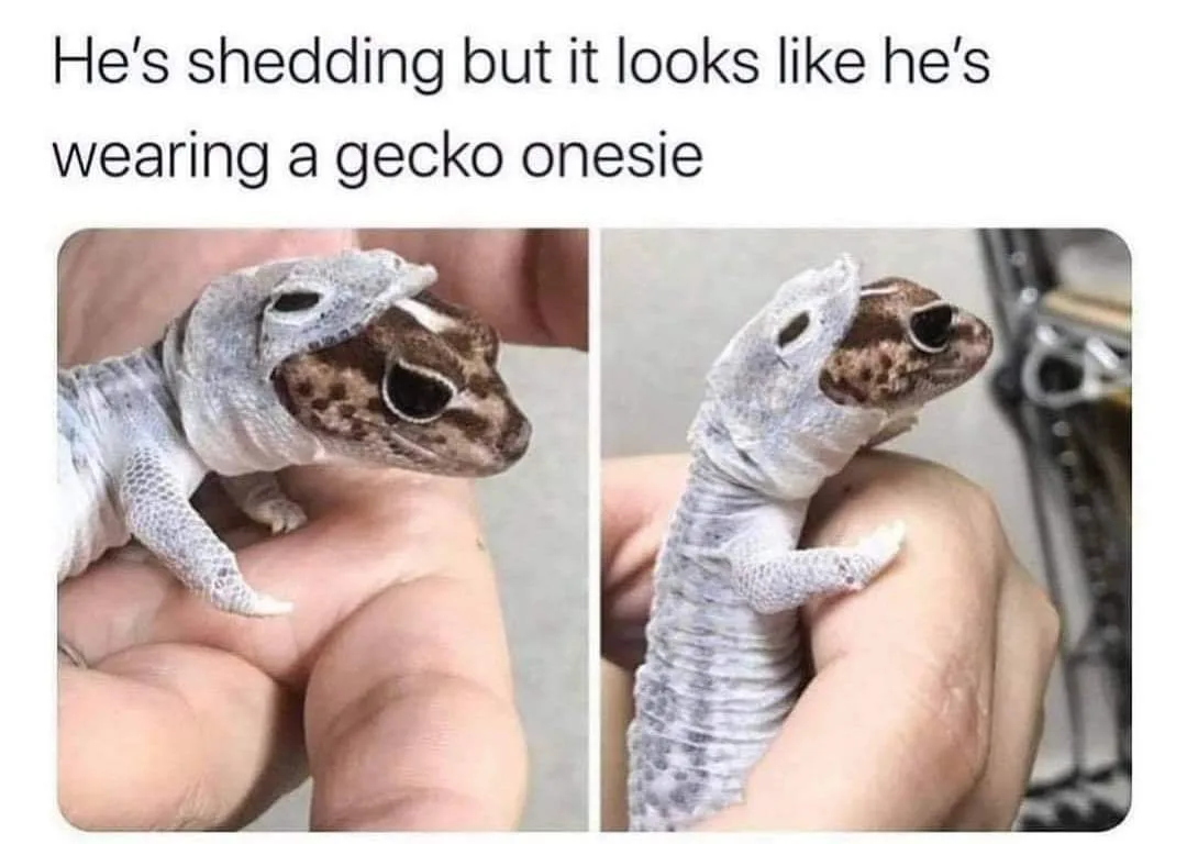 Gecko meme