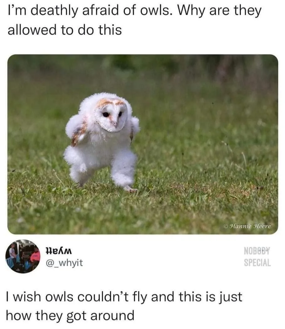 owl meme