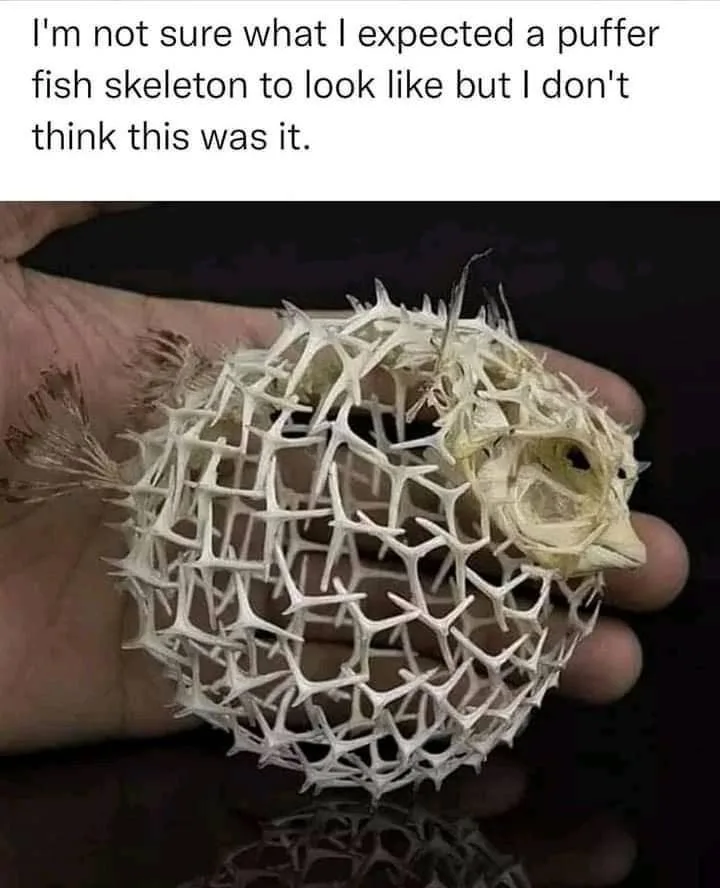 skeleton meme