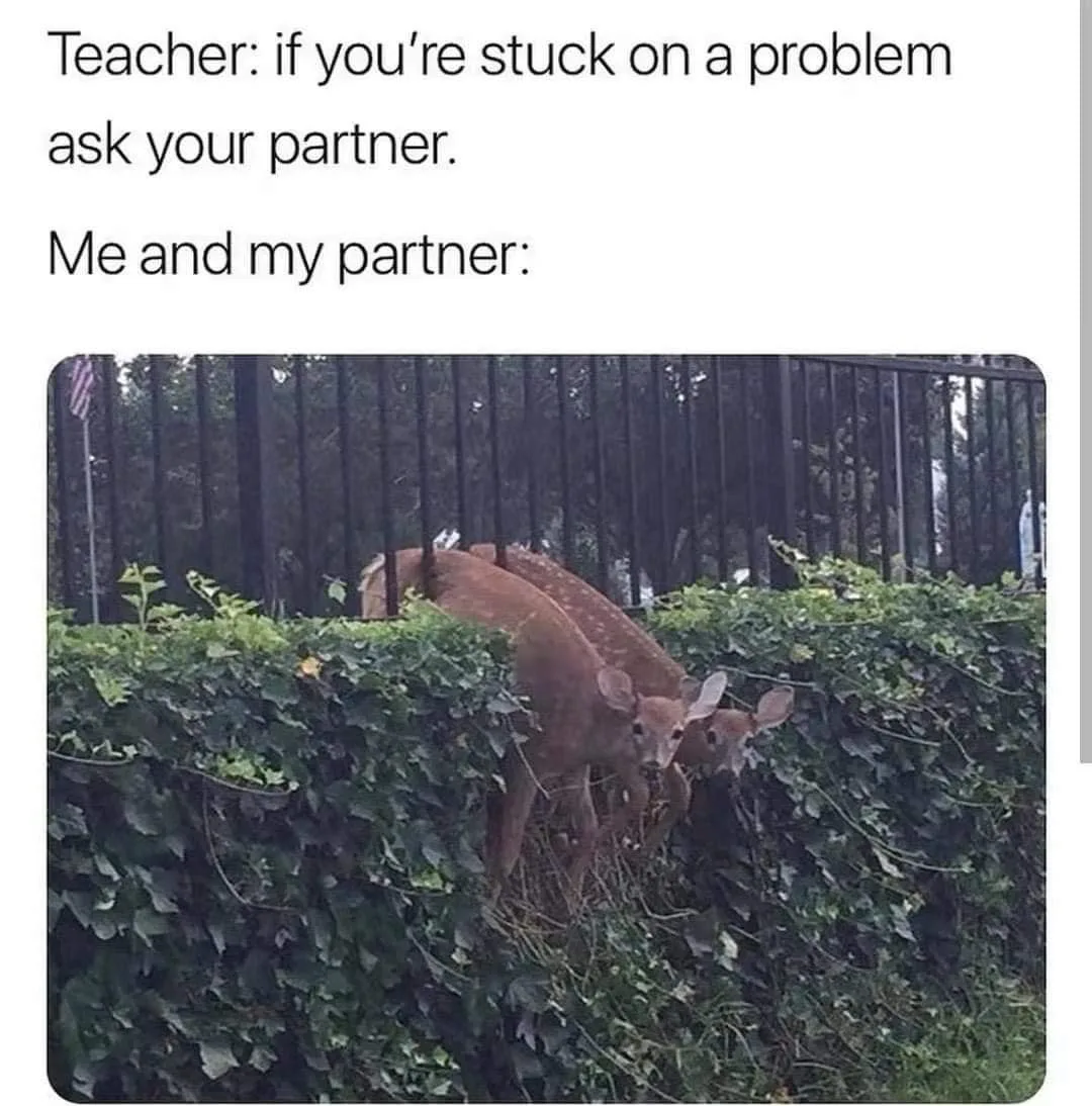 group project meme