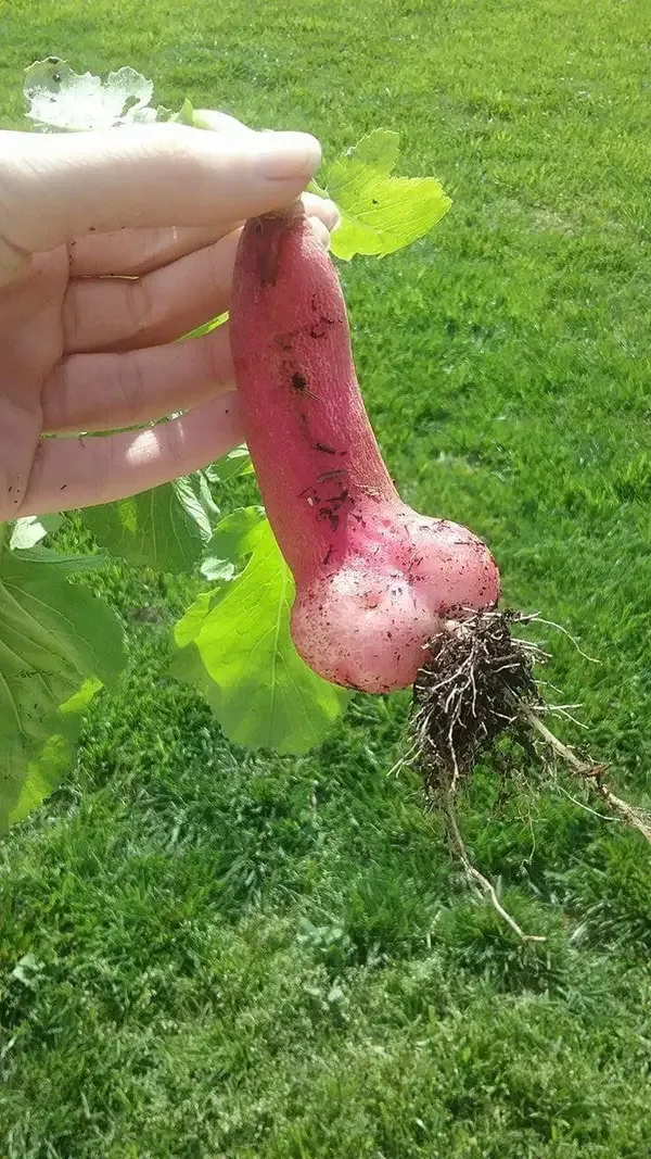 penis meme