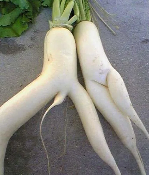 penis meme