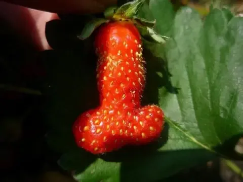 penis meme