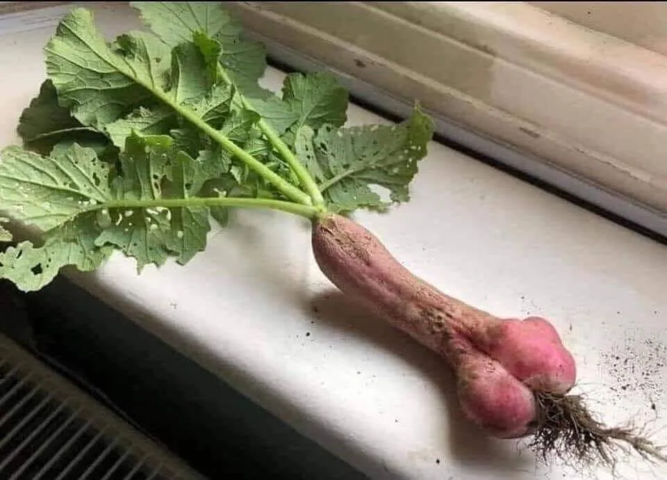 penis meme