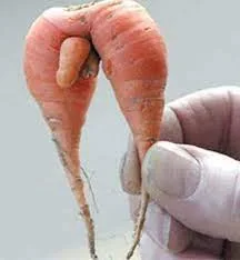 carrot meme