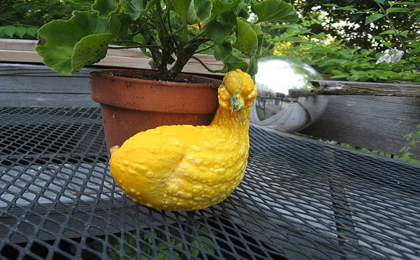 duck meme