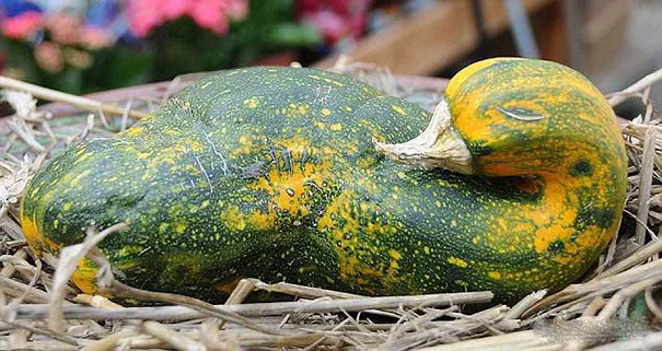 squash meme