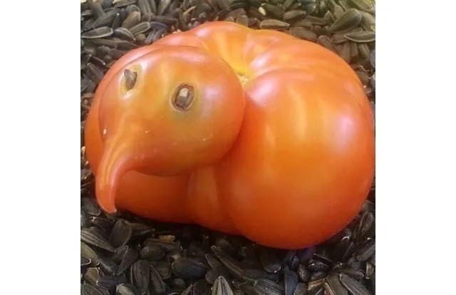 tomato meme