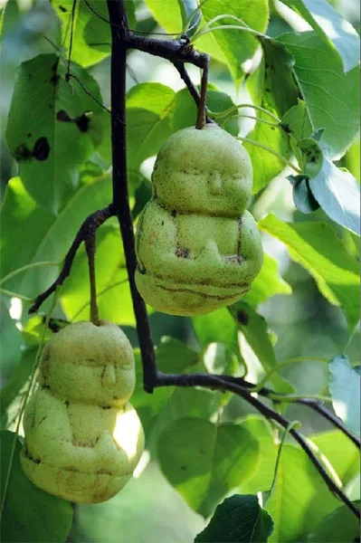 pear meme
