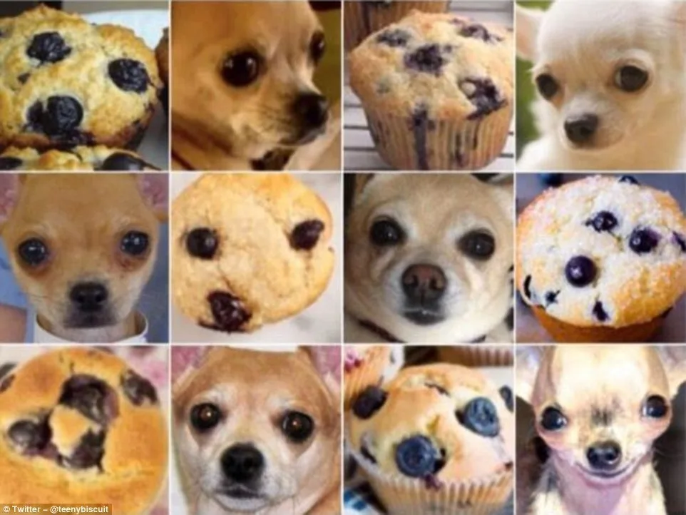 muffin meme