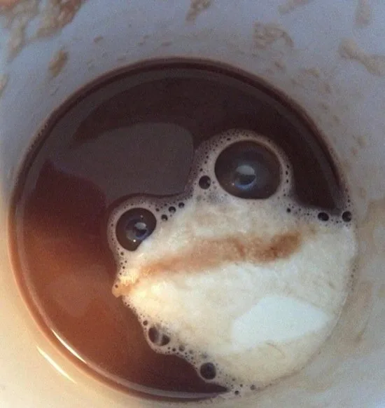 frog meme