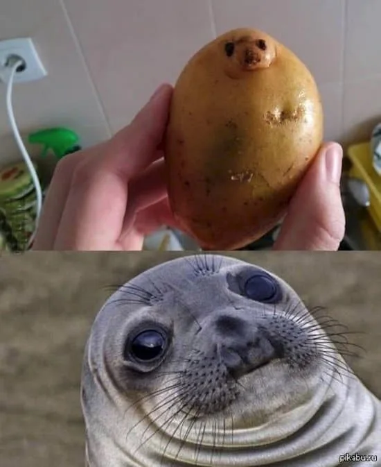 potato meme