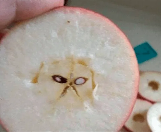 apple meme