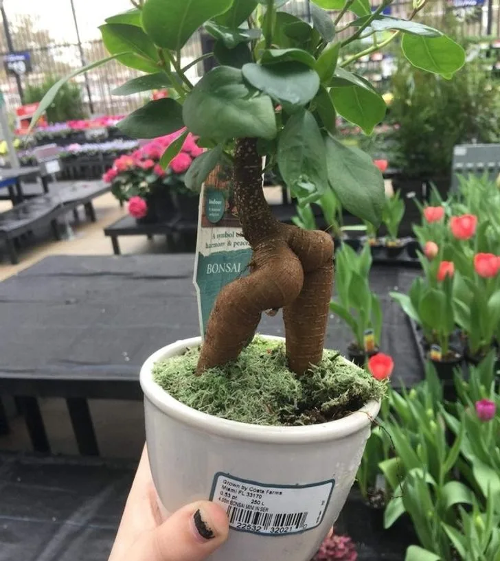 houseplant meme