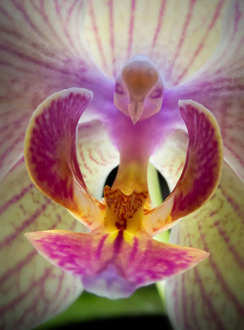 orchid meme