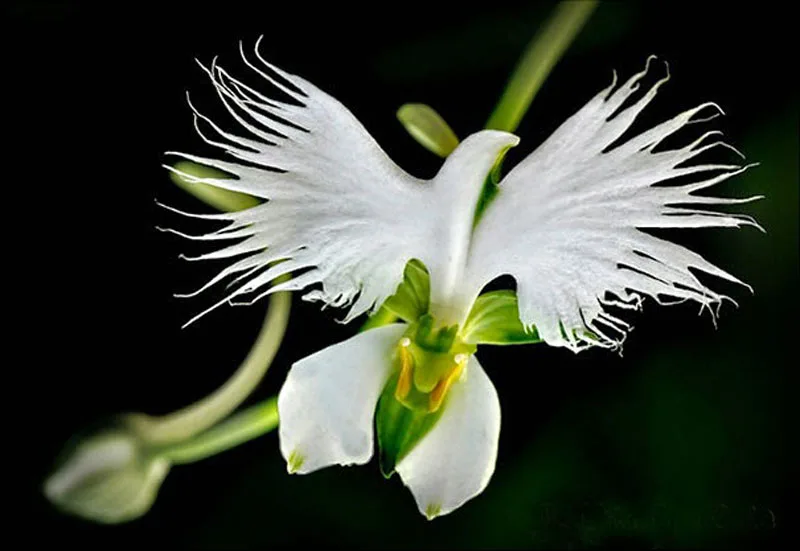 orchid meme