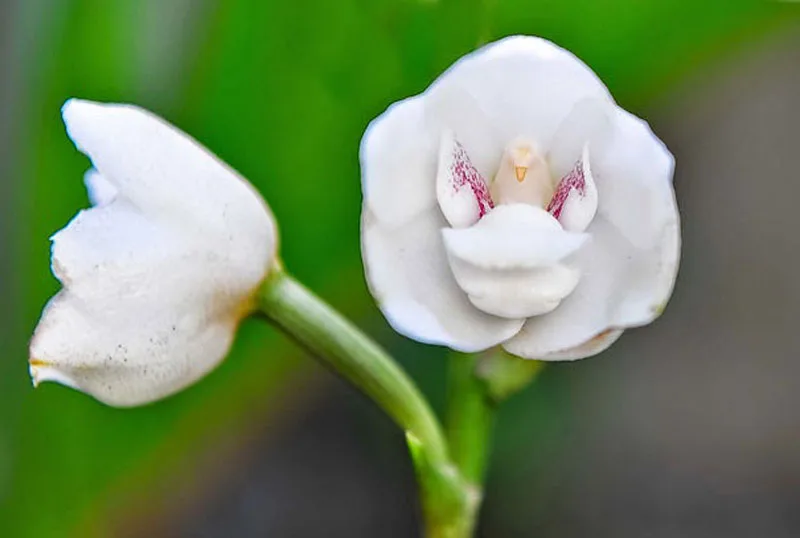 orchid meme