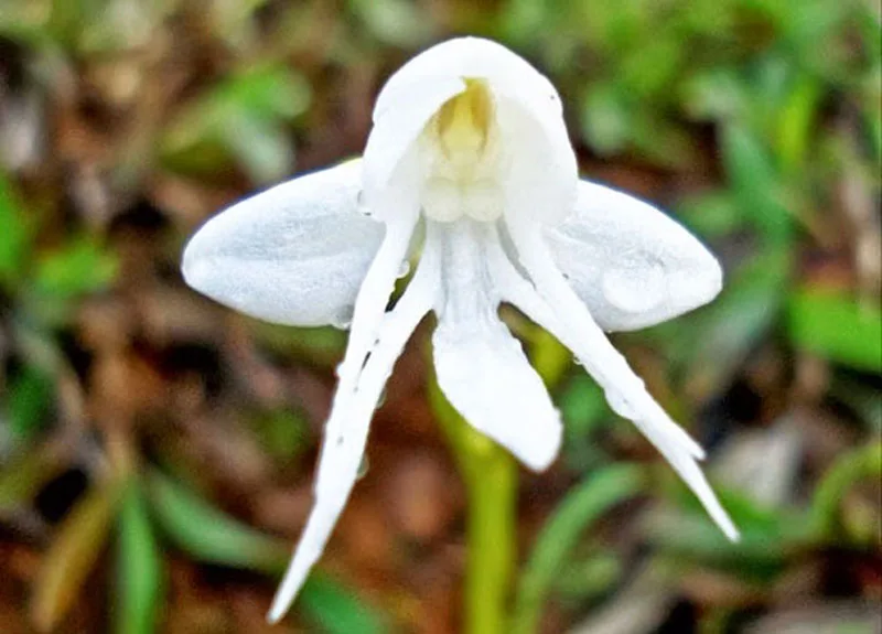 orchid meme