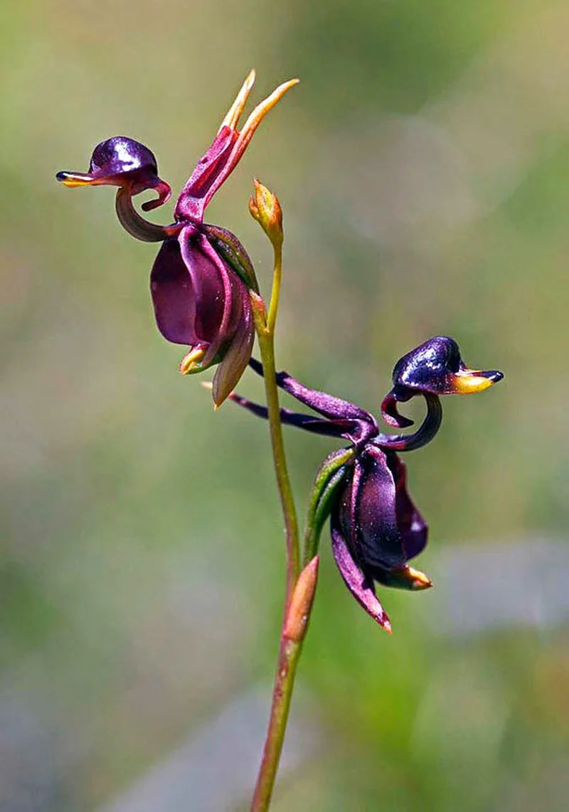 orchid meme