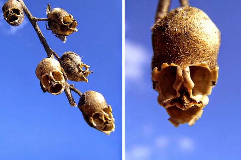 skull meme