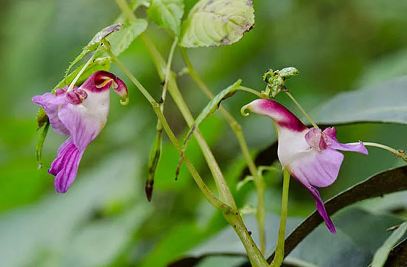 orchid meme