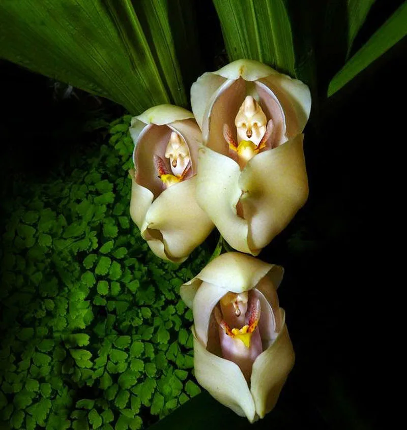 orchid meme