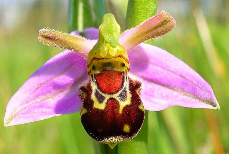orchid meme
