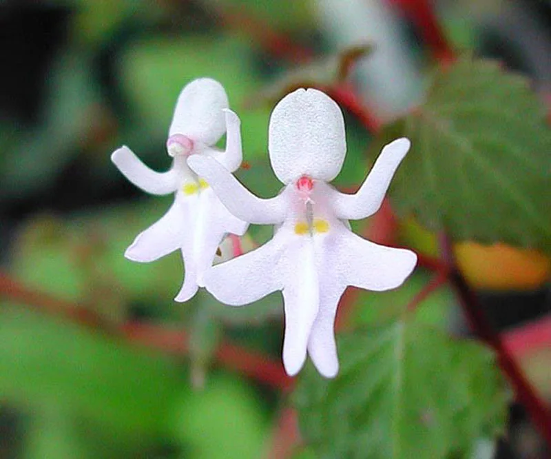orchid meme