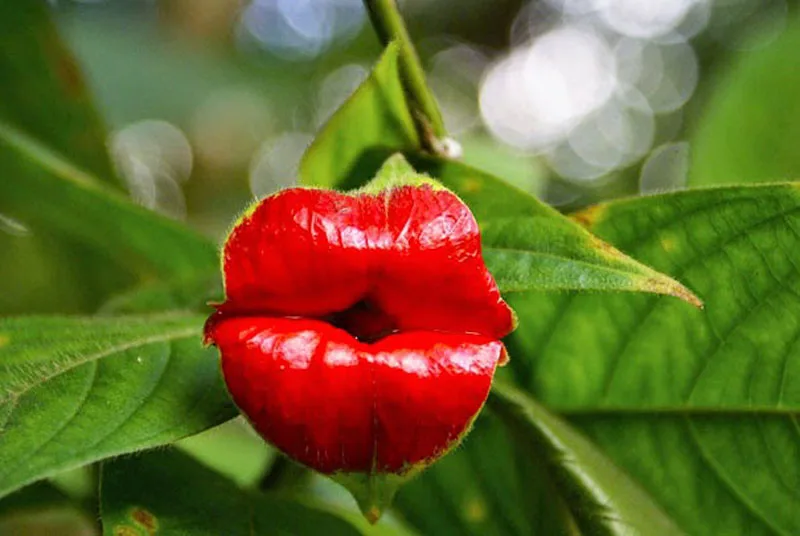lips meme