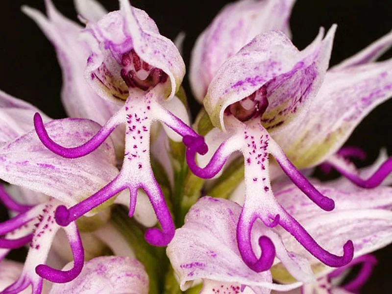 orchid meme