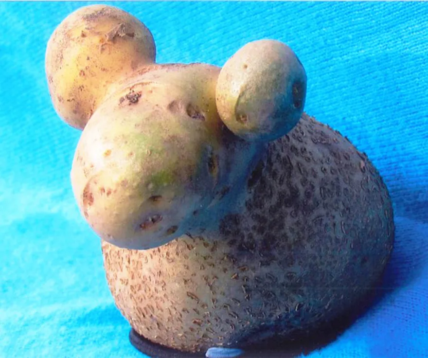 potato meme