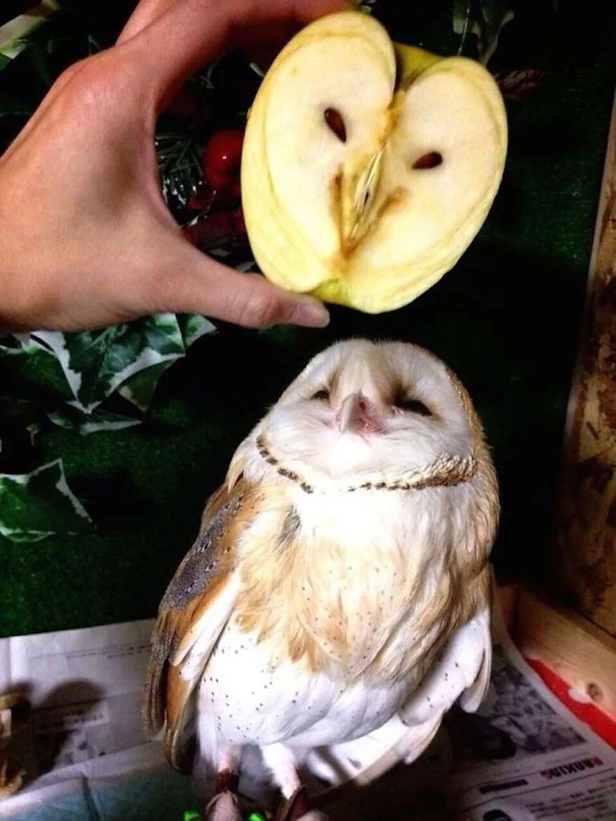 apple meme