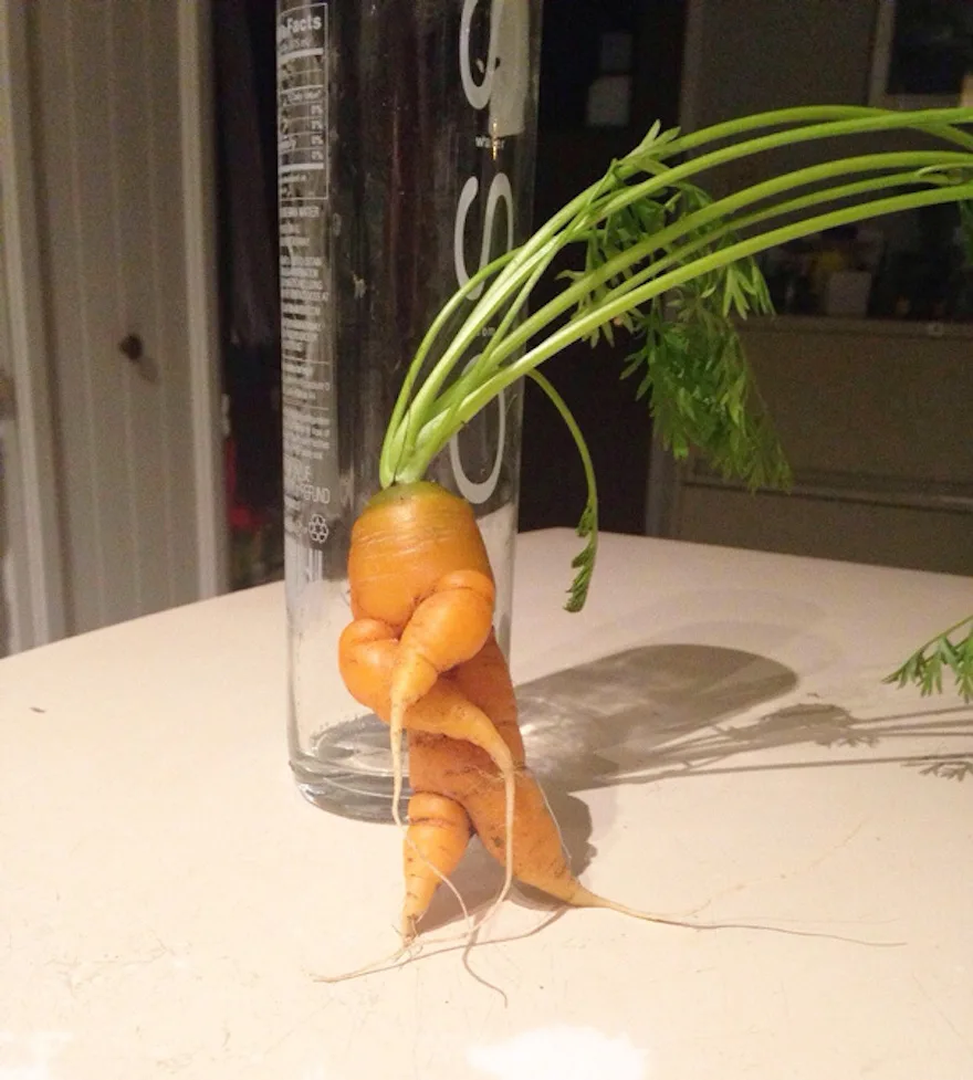carrot meme