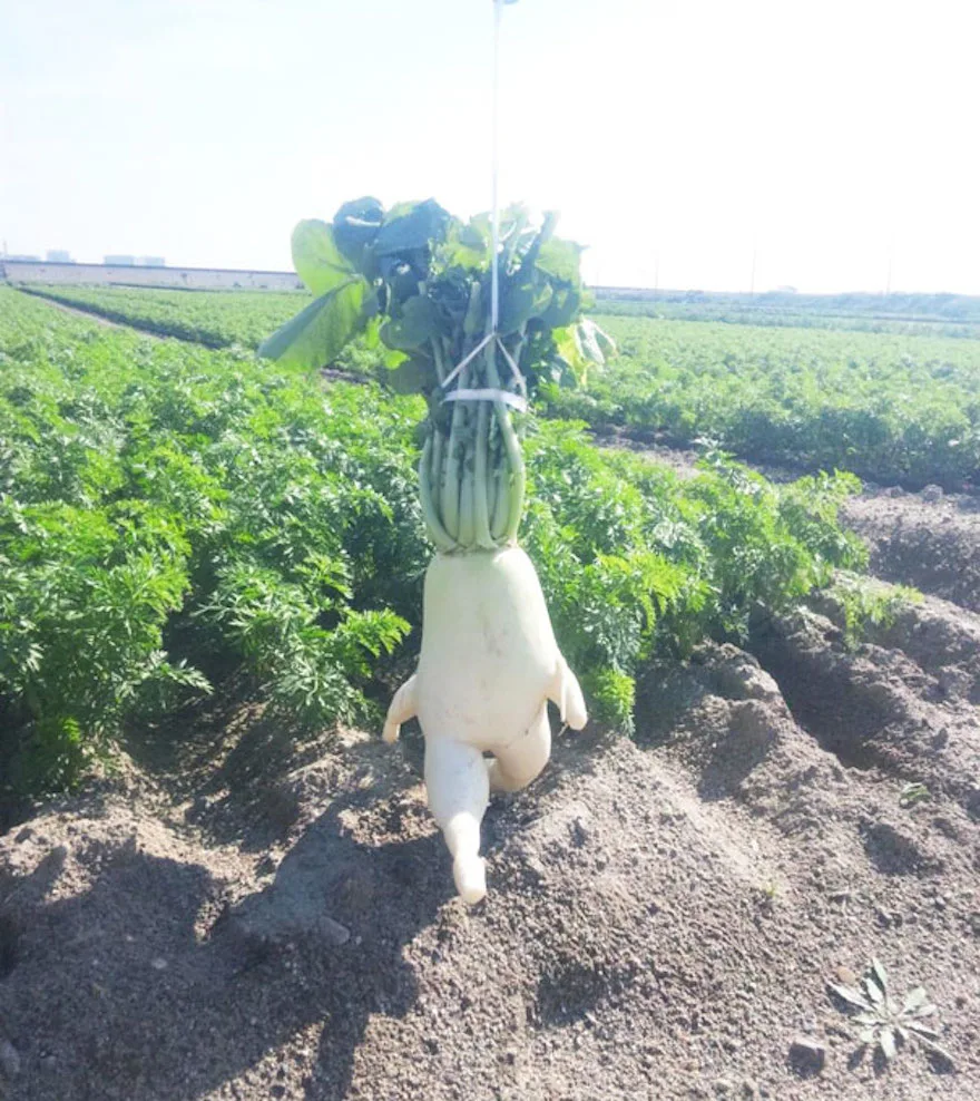 daikon radish meme