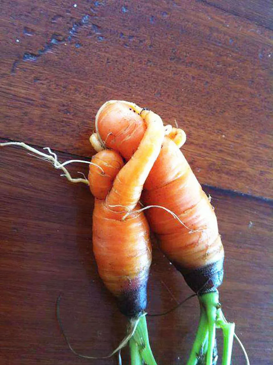 carrot meme
